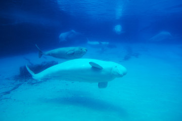 Beluga whale under the clear water behind glass in Waterland