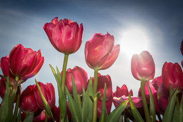 Pink tulips from Holland