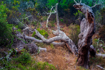 Cork tree fallen in the middle of the bushes. Solo Backpacker Trekking on the Rota Vicentina and Fishermen's Trail in Algarve, Portugal. Walking between cliff, ocean, nature and beach.