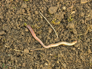 Red worm (Dendrobena, Dendrobena Veneta). Earthworm in poor soil. Californian red worm working compost pile. Closeup, selective focus