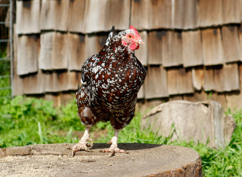 Family farm rooster on a stump
