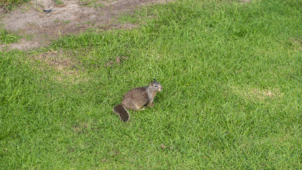 squirrel on green grass