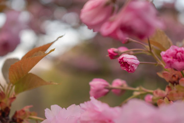 Japanese cherries blossom in full bloom for a few days in a city park in Sofia. Beautiful close up...
