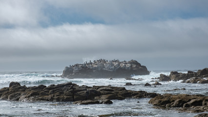 island of birds in pacific ocean