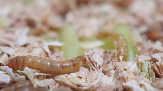 A time-lapse video of a worm eating cabbage