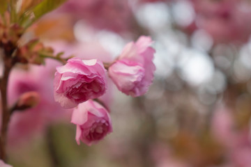 Japanese cherries blossom in full bloom for a few days in a city park in Sofia. Beautiful close up...