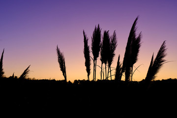 Black trees and plants stand out against the purple-colored sky at sunrise. Solo Backpacker...