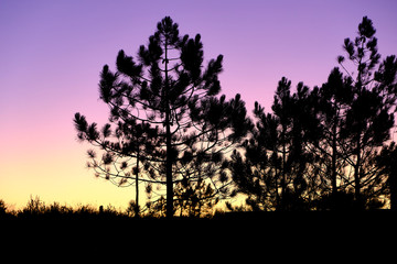 Fototapeta na wymiar Black trees and plants stand out against the purple-colored sky at sunrise. Solo Backpacker Trekking on the Rota Vicentina and Fishermen's Trail in Algarve, Portugal. Walking between cliff, ocean, nat