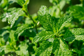 Close-up of wet green leaves of peppermint (Mentha x piperita Swiss) hybrid mint, cross between watermint and spearmint © Philippe