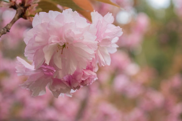 Fototapeta premium Japanese cherries blossom in full bloom for a few days in a city park in Sofia. Beautiful close up of the petals in all nuances of pink. 