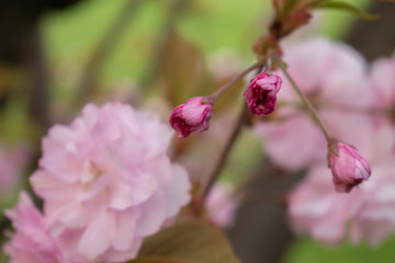 Japanese cherries blossom in full bloom for a few days in a city park in Sofia. Beautiful close up of the petals in all nuances of pink. 