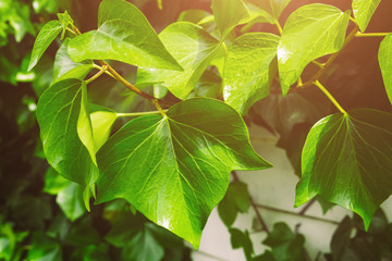 Green fresh leaves with raindrops. Close up background.