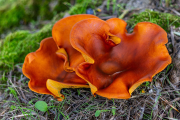 wrinkled red and yellow mushroom from below