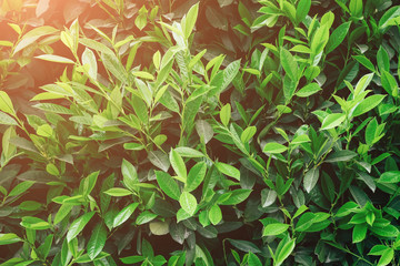 Green fresh leaves with raindrops. Close up background.