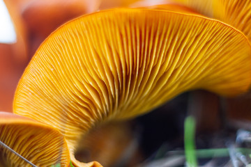 wrinkled red and yellow mushroom from below