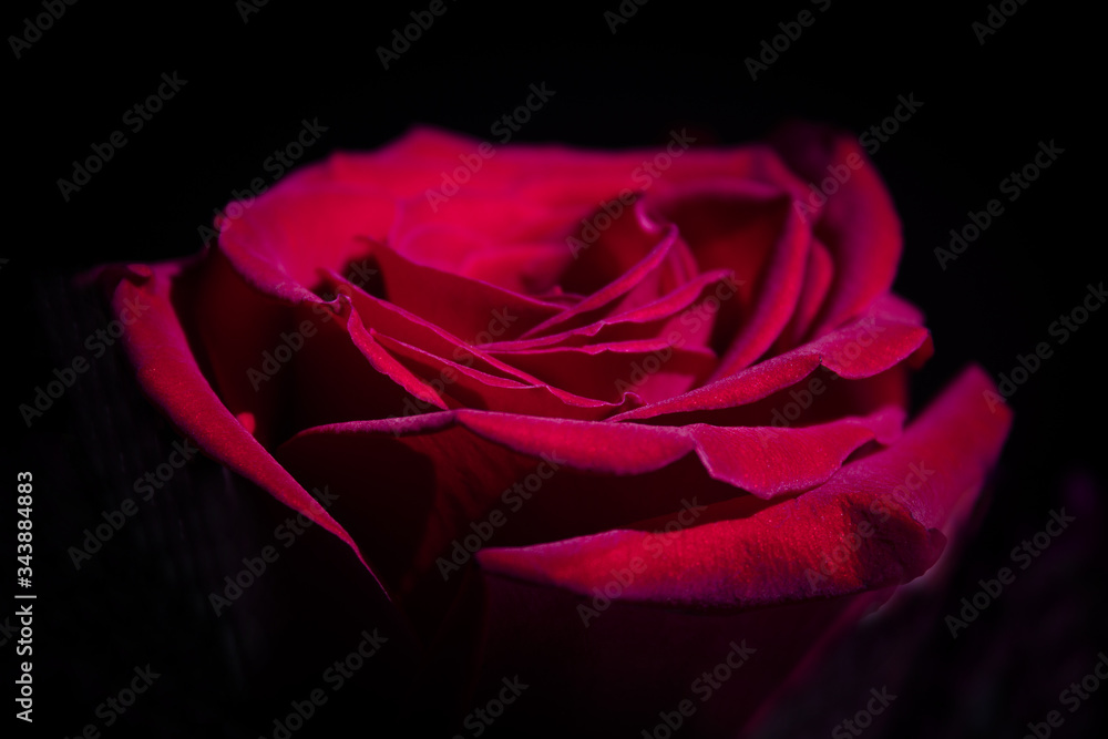 Wall mural red rose with dark backlight