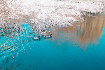 Ducks swim in the lake