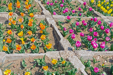 multicolored tulips on flowerbed