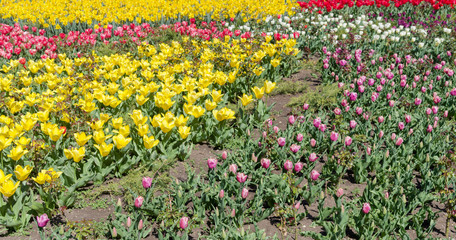 multicolored tulips on flowerbed