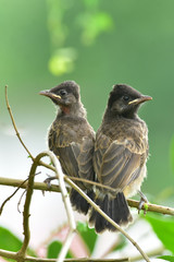 Red Vented Bulbul in the nature