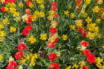 Obraz premium multicolored tulips on flowerbed