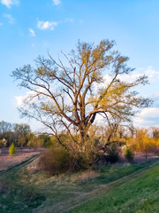 Black poplar (Populus nigra) tree nearby Vistula river, vicinity of Warsaw, Poland