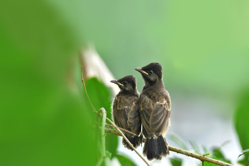 Red Vented Bulbul in the nature