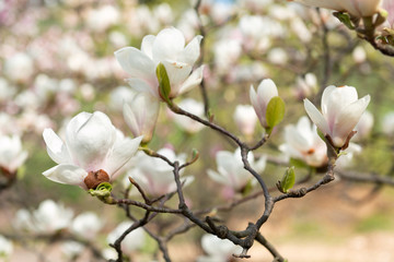 Magnolia blooming branch