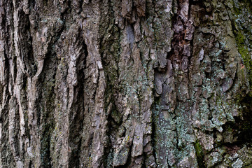 The bark of an old linden tree