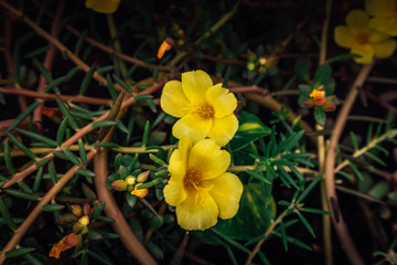 The yellow flower is named Chiang Mai girl, surrounded by green leaves.
