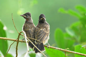 Red Vented Bulbul child in the nature