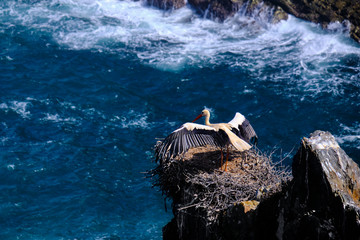 Heron nest on a rock cliff. Solo Backpacker Trekking on the Rota Vicentina and Fishermen's Trail in...