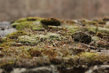 Beautiful green moss in the forest