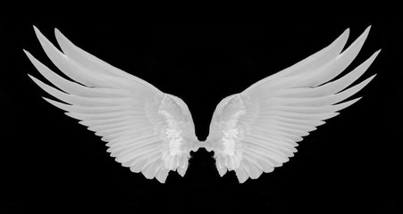 white wing isolated on black background.