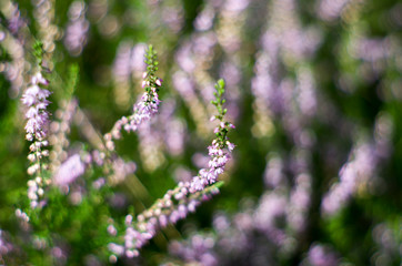 blooming lavender