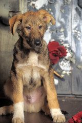 brown puppy sitting on the floor