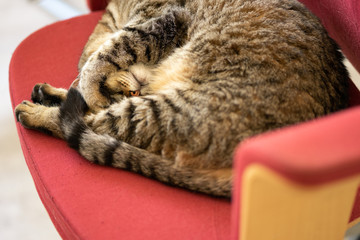 sieste de chat