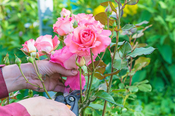 Gardening concept. Hands with secateurs pruning pink rose bush in green garden