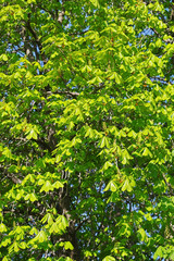 Fototapeta na wymiar Young green leaves horse chestnut tree