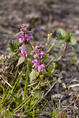 Blossoming flowers of lamium purpureum or red dead-nettle or purple dead-nettle or purple archangel