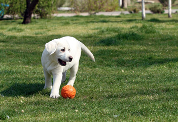 sweet yellow labrador in the park