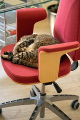 sieste de chat