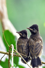 Red Vented Bulbul child in the nature
