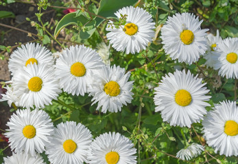Obraz premium field of daisy flowers