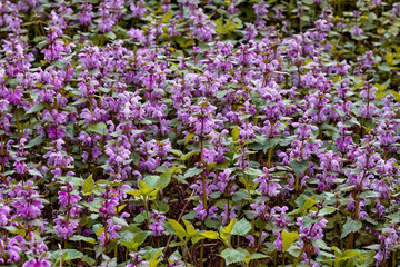 Fototapeta premium Blossoming flowers of lamium purpureum or red dead-nettle or purple dead-nettle or purple archangel