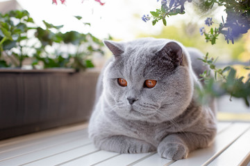 Blue British Shorthair cat on a white table with geranium flowers and blooming American lilac on...