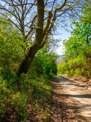 Dusty road through trees and bushes with a tourist sign on a tree