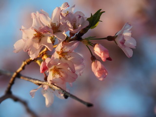Pink and White Cherry blossom flowers in the spring. 
