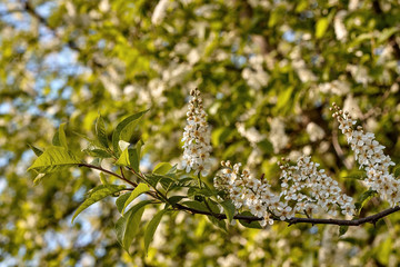 Blossoming bird cherry/hackberry tree (prunus padus)
