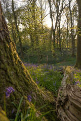 forest in the morning